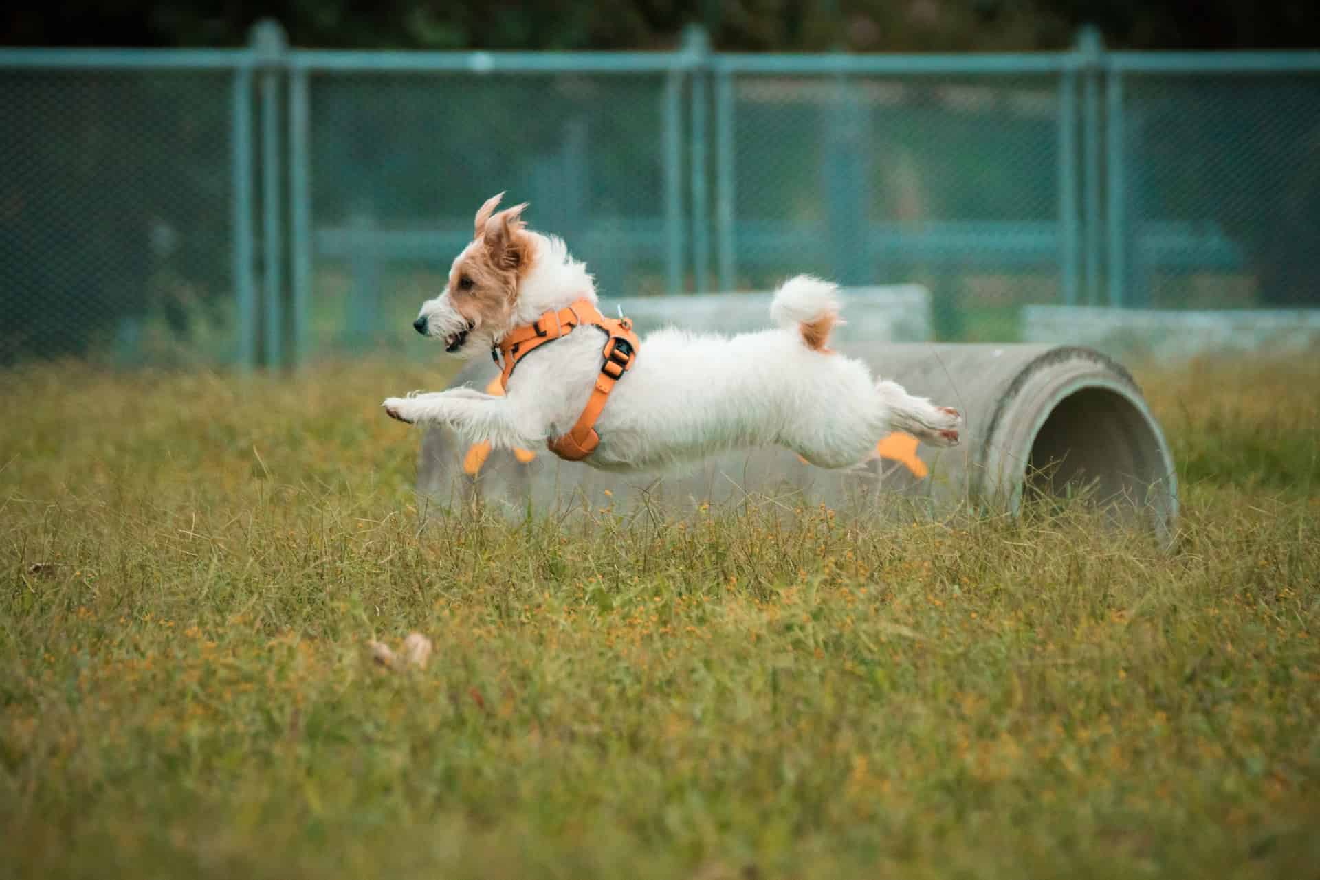 Energetic small dog jumping over a concrete tunnel during agility training outdoors.