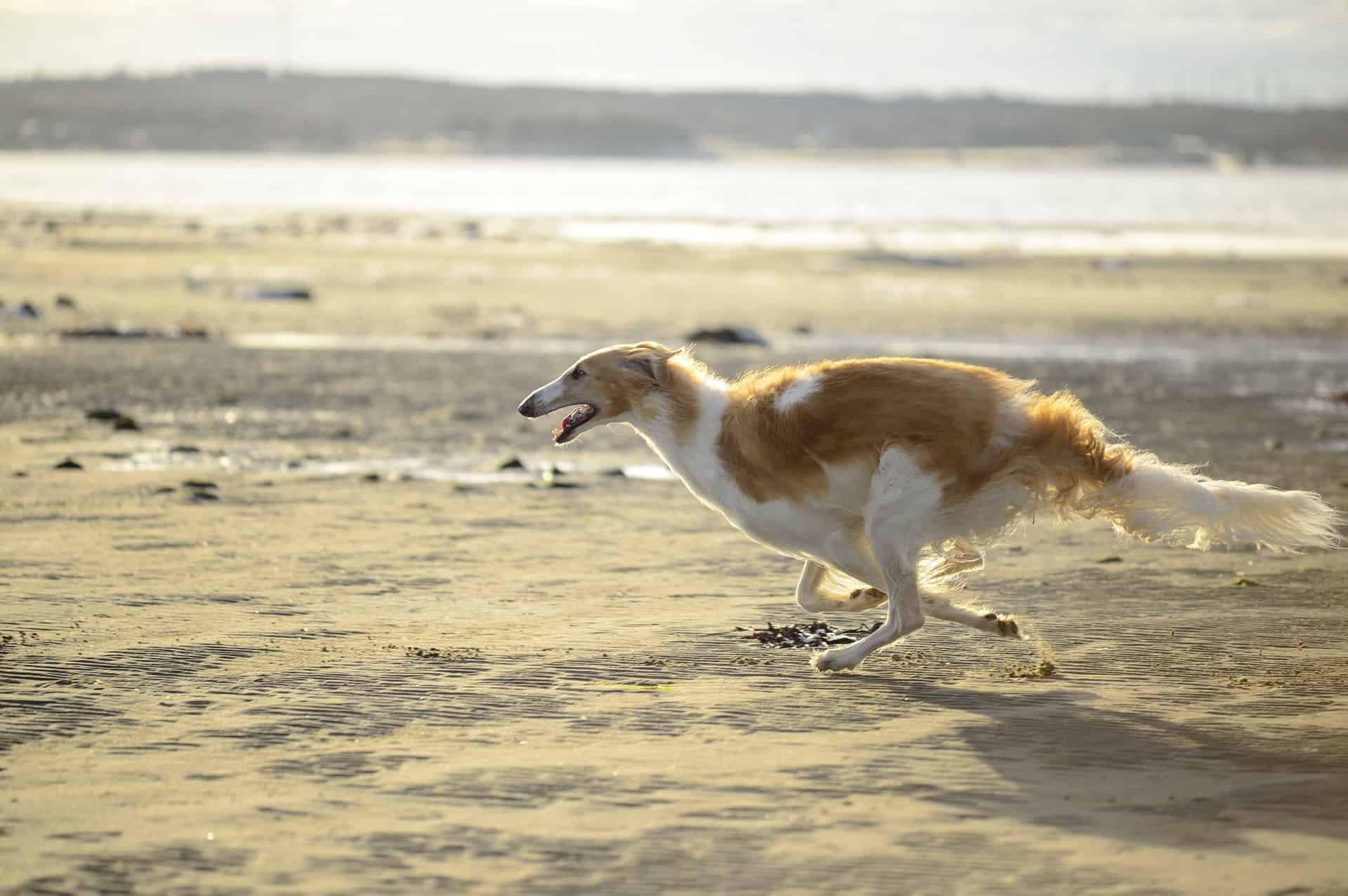 Dog running on sandy beach during sunset.