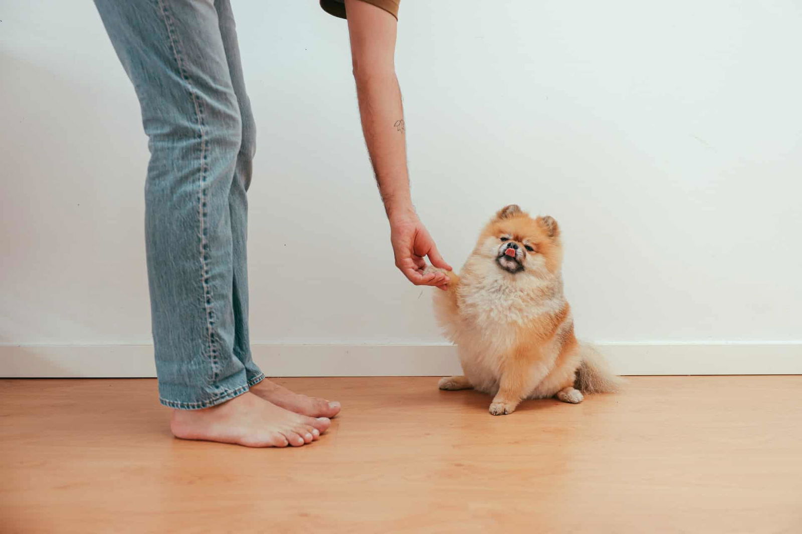 Training Your Pomeranian the Right Way