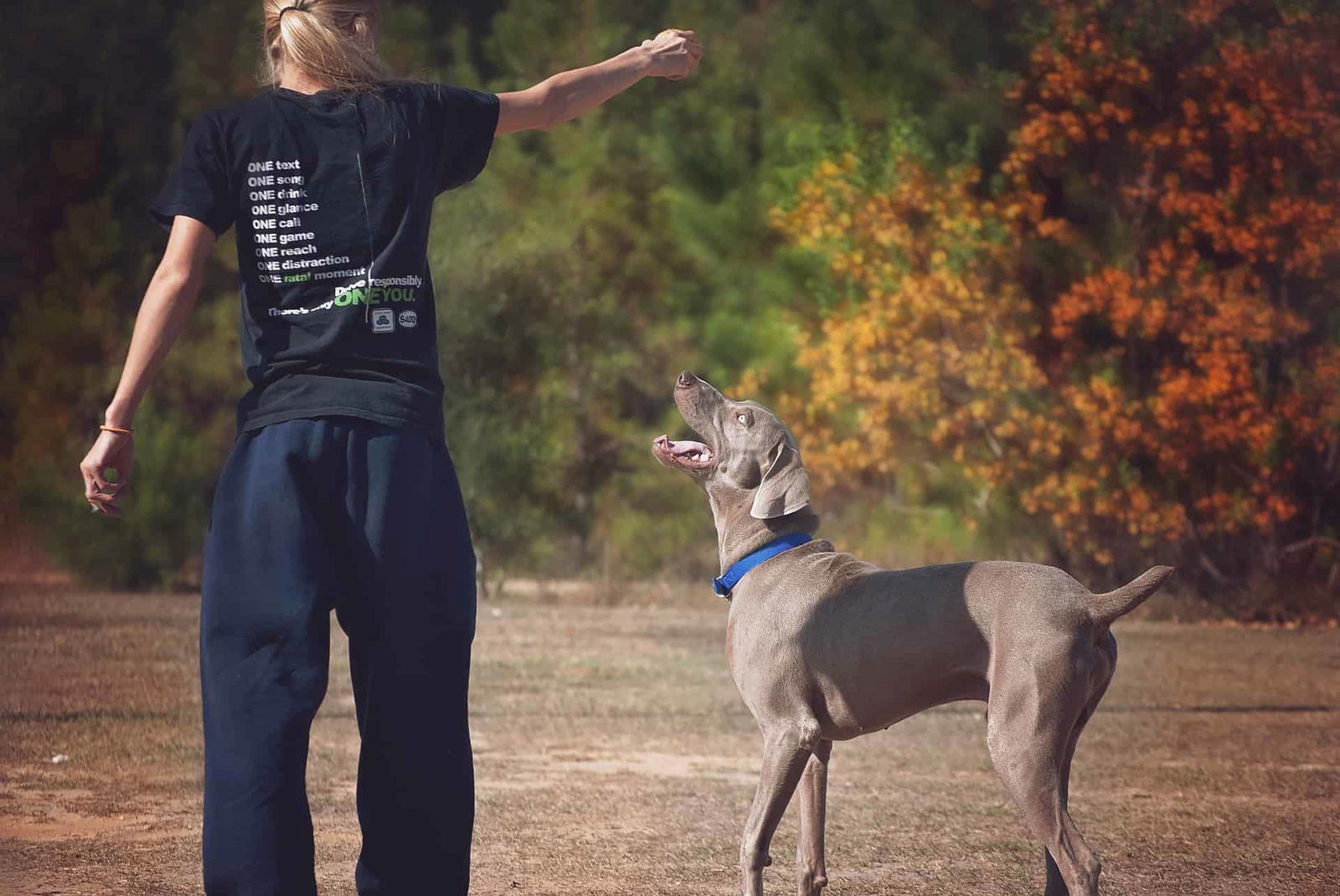 Dog training outdoor session with handler and a Weimaraner dog, promoting obedience, behavior, and pet care.