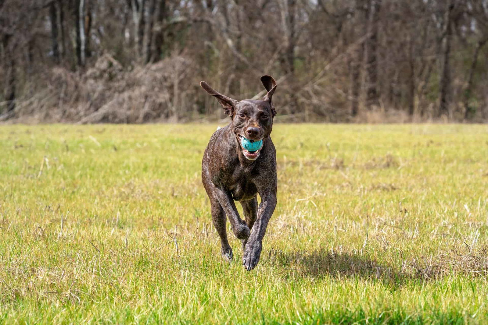 Dog playing fetch with blue ball in green field.