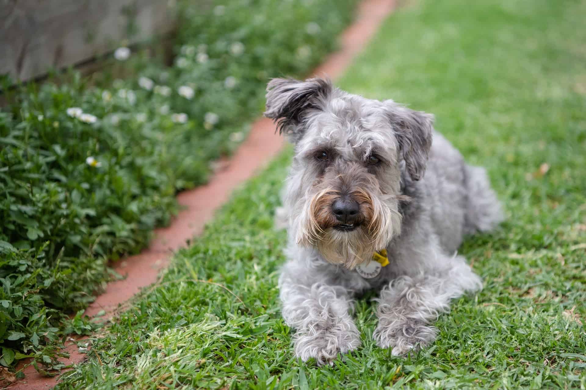 Understanding the Schnoodle's Personality and Intelligence