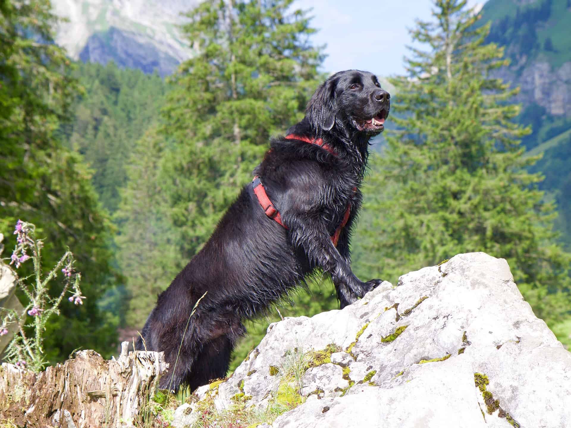 Understanding the Temperament and Intelligence of Flat-Coated Retrievers