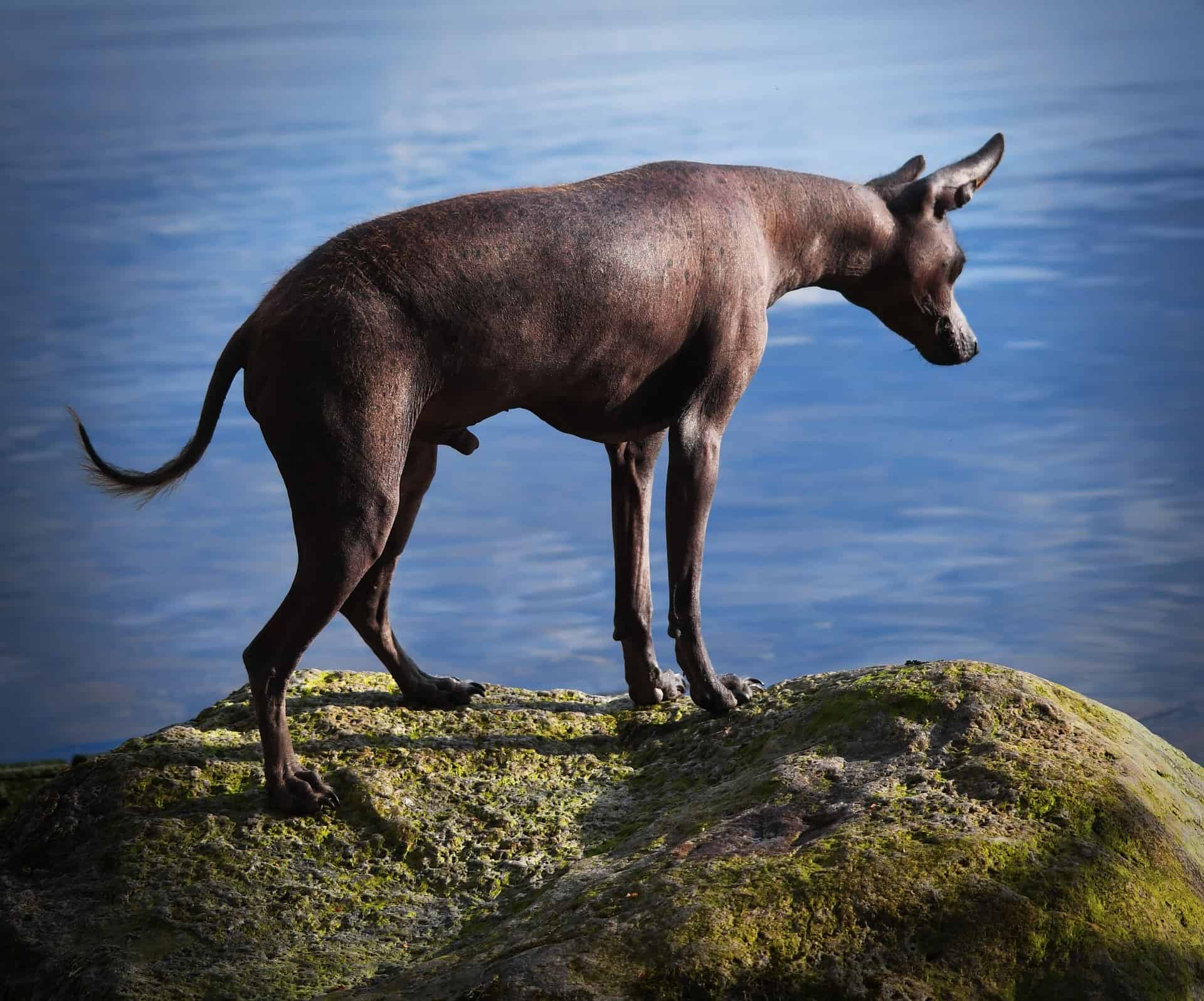 Understanding the Xoloitzcuintle's Temperament and Intelligence