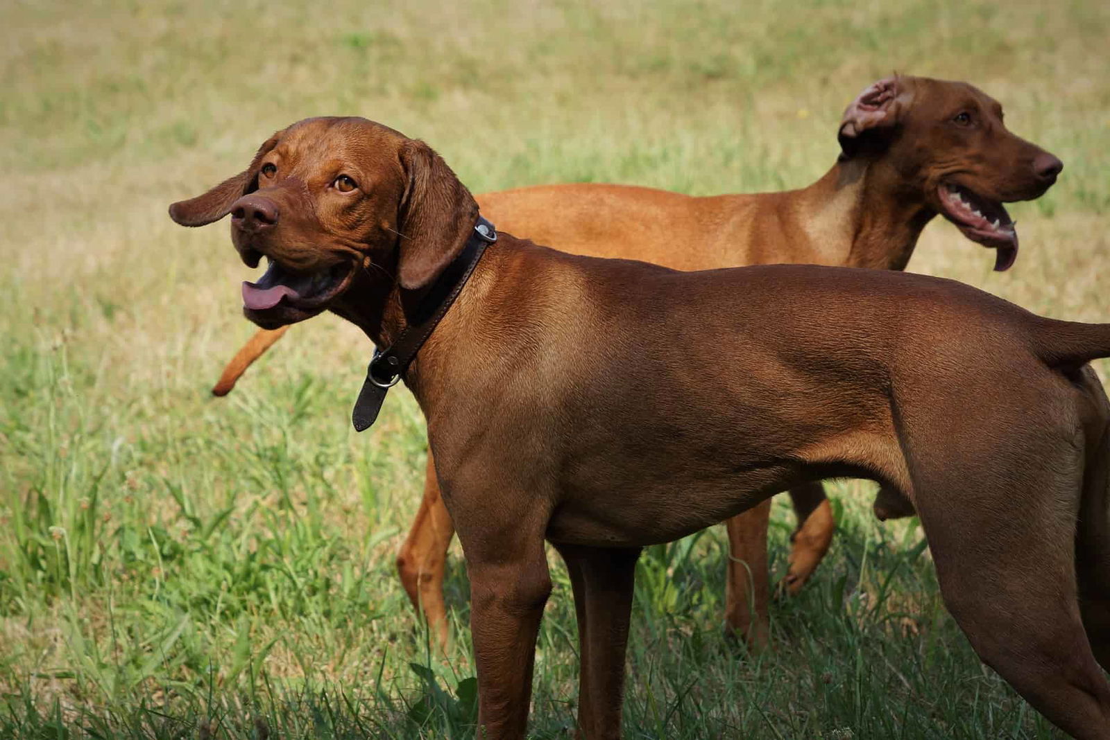 Adorable brown dogs playing happily on grass, showcasing pet care and dog training services.
