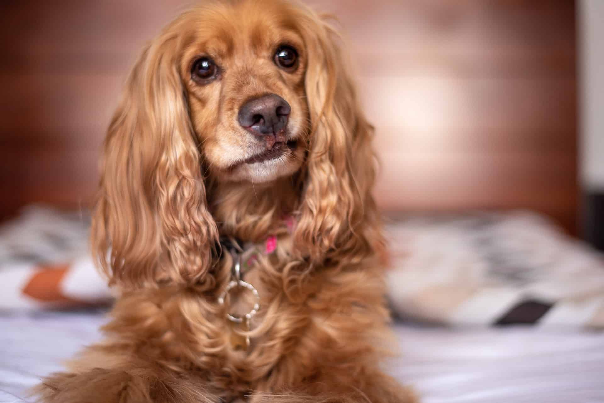 Friendly Cocker Spaniel sitting on bed, looking at camera.