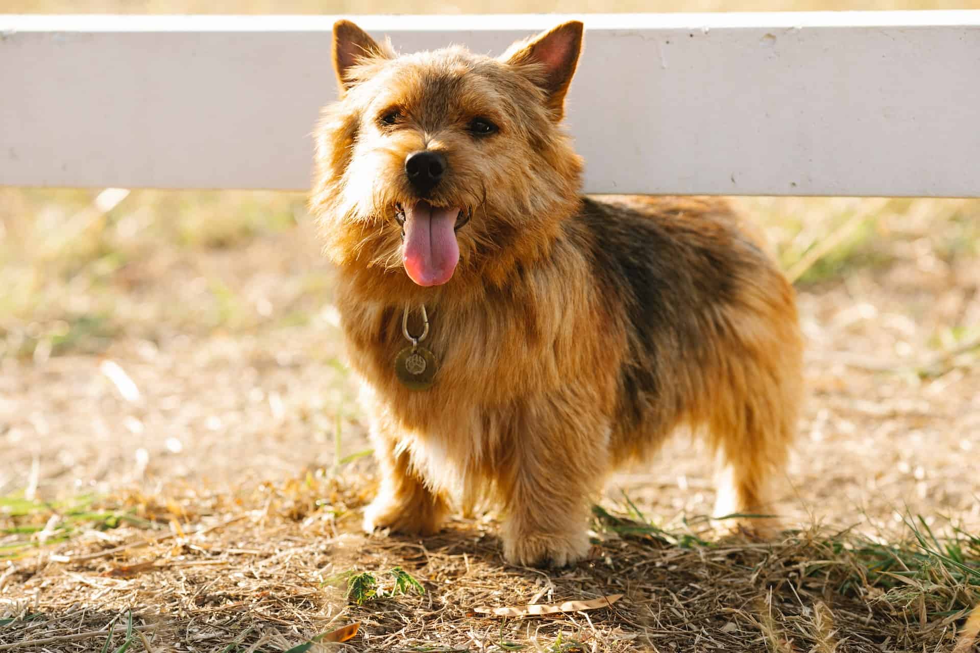 Adorable Corgi dog smiling outdoors on a sunny day, happy and energetic.