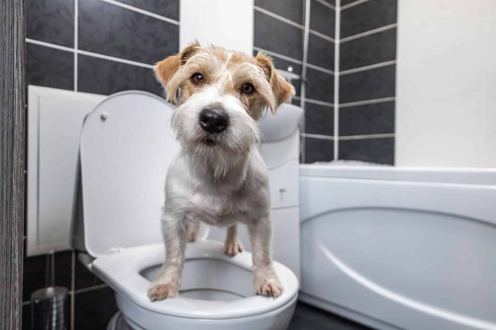 A cute dog standing on a bathroom toilet, highlighting pet hygiene and professional dog grooming services.