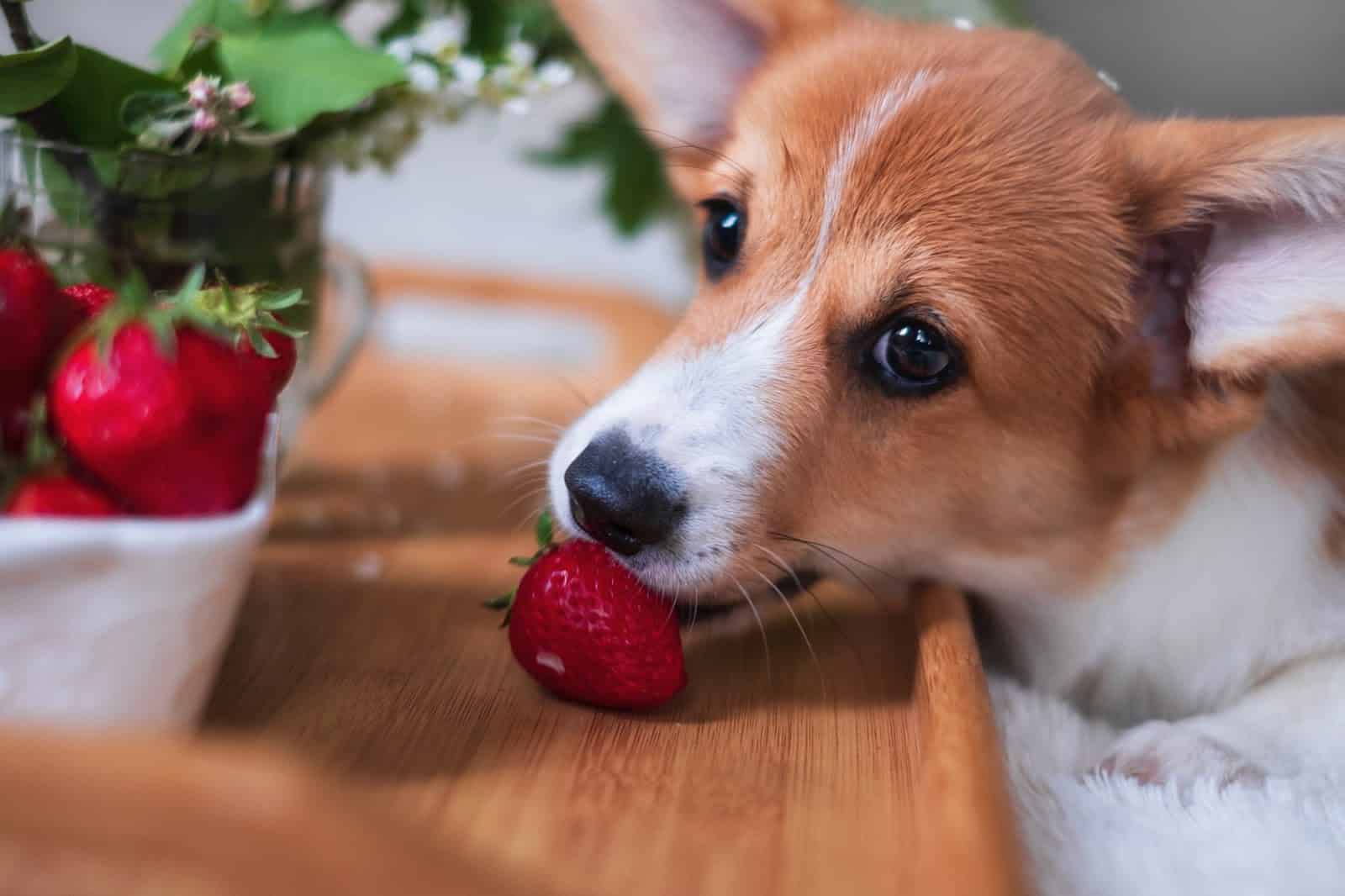 Adorable puppy biting a strawberry, showcasing healthy treats for dogs.