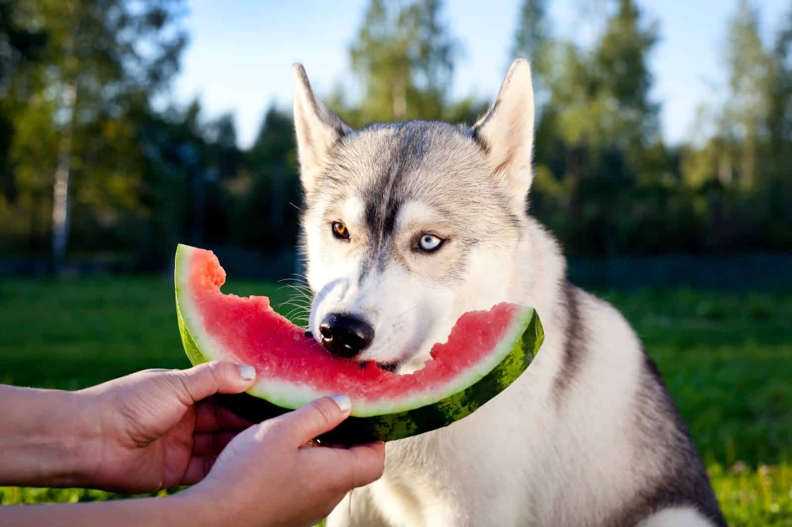Husky with blue and brown eyes eating watermelon in a lush green park.