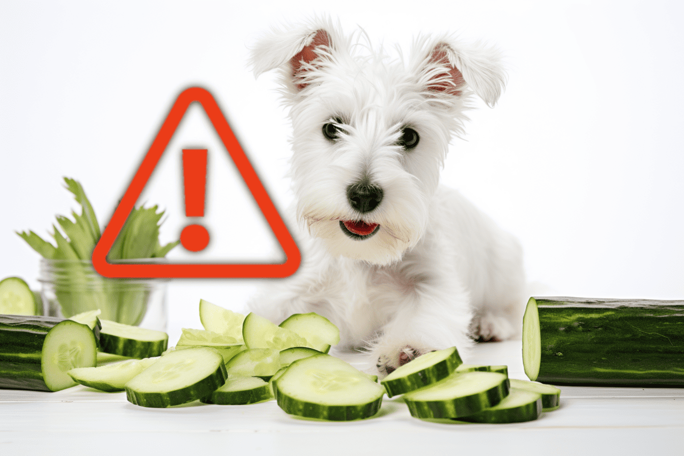 Alt: Cute white dog with cucumber slices and a poison warning sign.