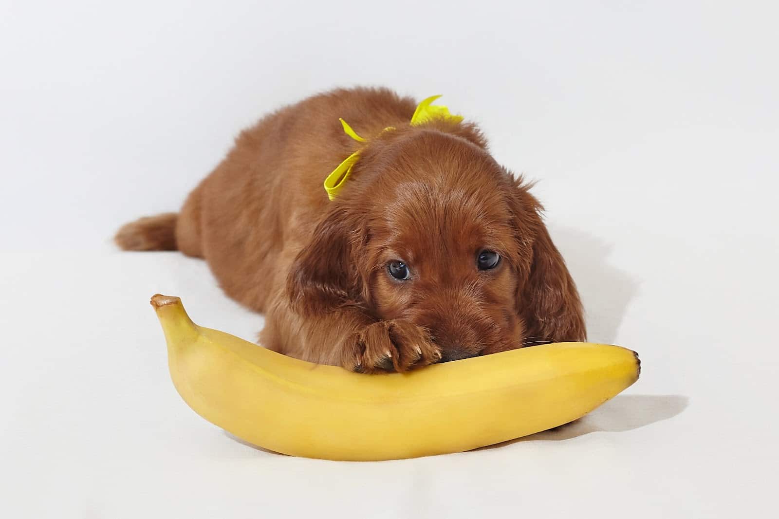 Adorable brown puppy lying on a banana with a yellow ribbon, perfect for pet and dog care content.
