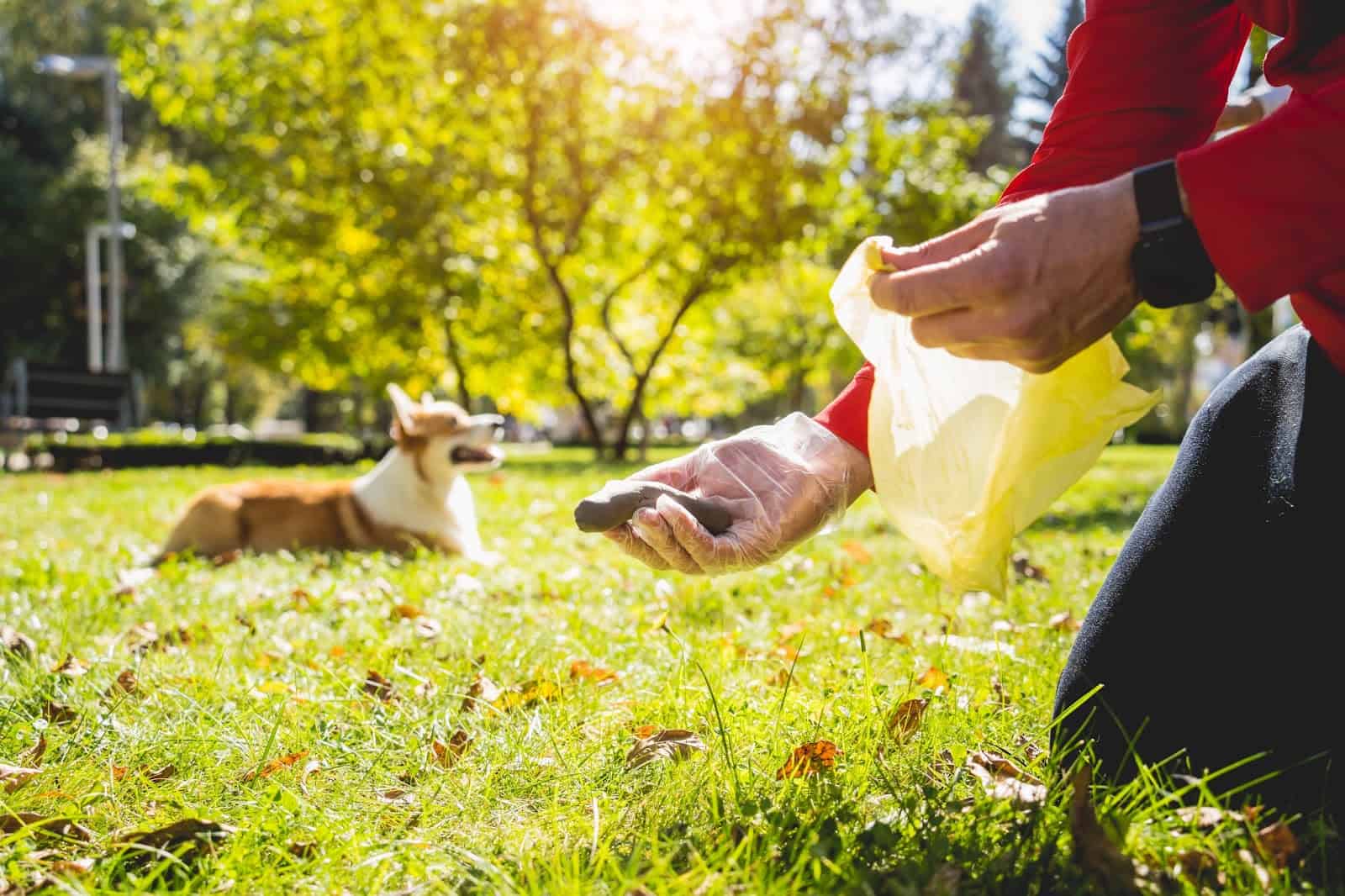 Dog training outdoors, person using clicker for positive reinforcement with playful dog in park.