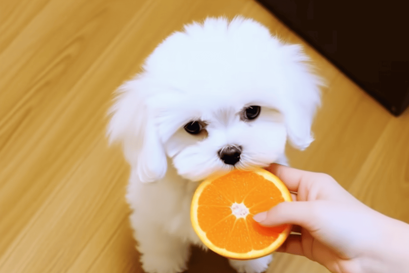 Adorable white puppy with big eyes enjoying a fresh orange slice.