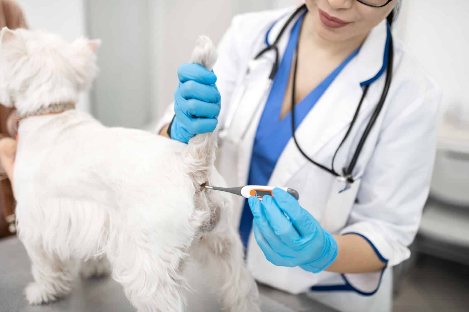 Vet performing a health check on a small white dog using a thermometer, ensuring pet health and wellness in a veterinary clinic.