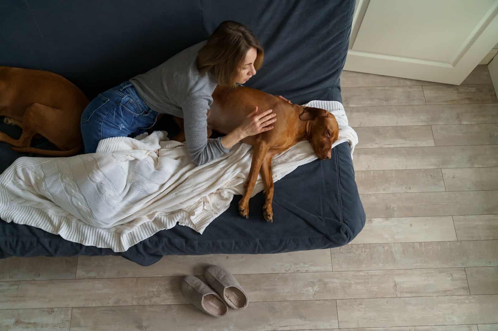 Relaxing dog on a cozy sofa with owner, emphasizing pet comfort and care.