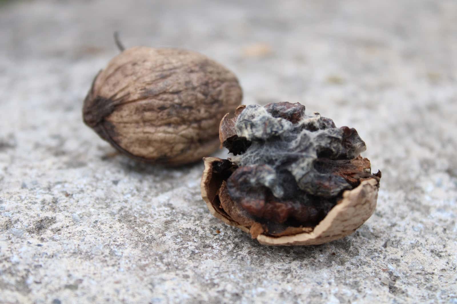 Close-up of a cracked walnut and a shell on gray concrete.