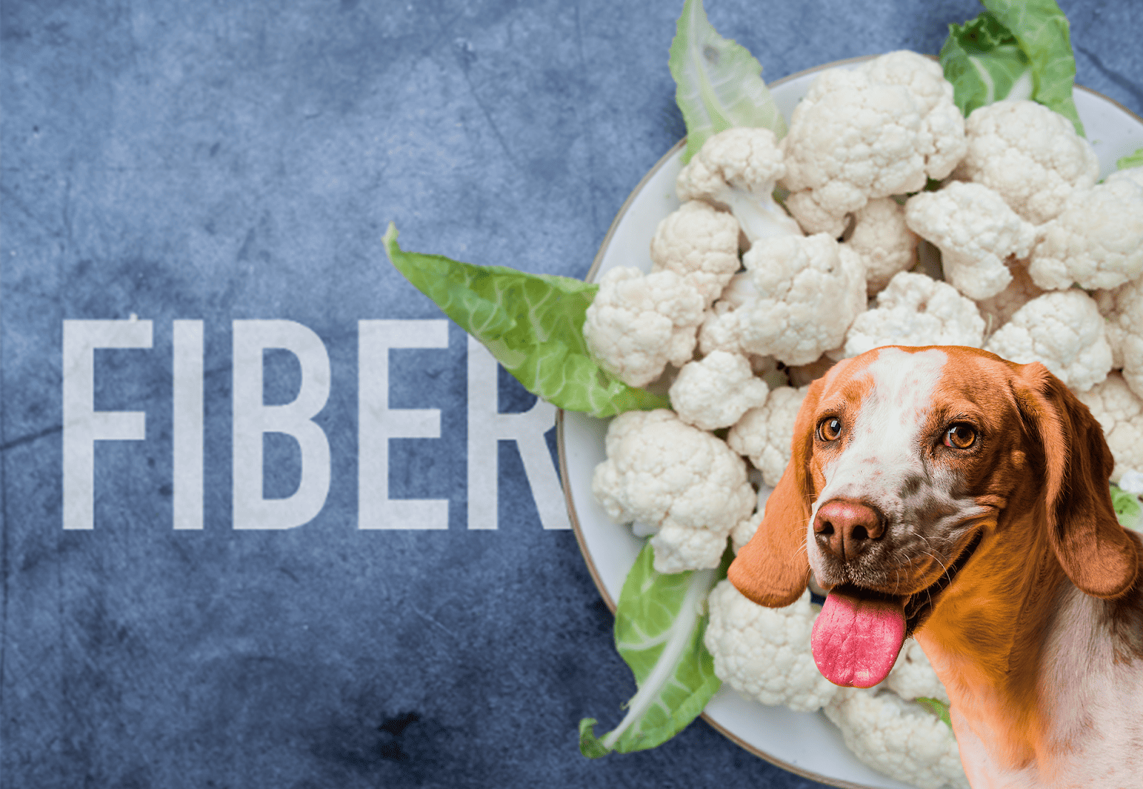 Healthy dog food with cauliflower, showing a smiling dog on a blue textured background.