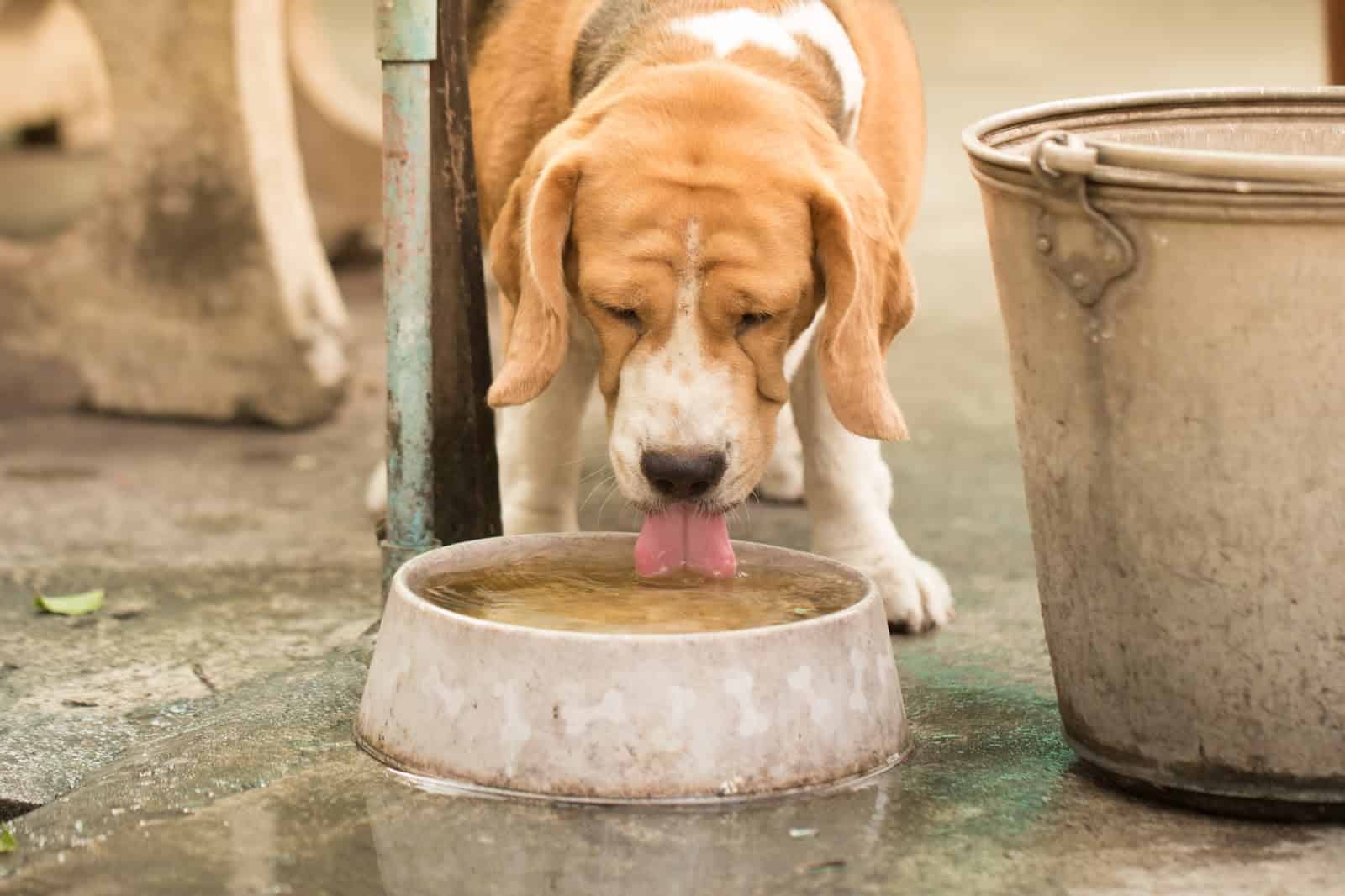 Dog drinking water from bowl, staying hydrated, healthy pet care, outdoor dog water station, happy dog drinking water.
