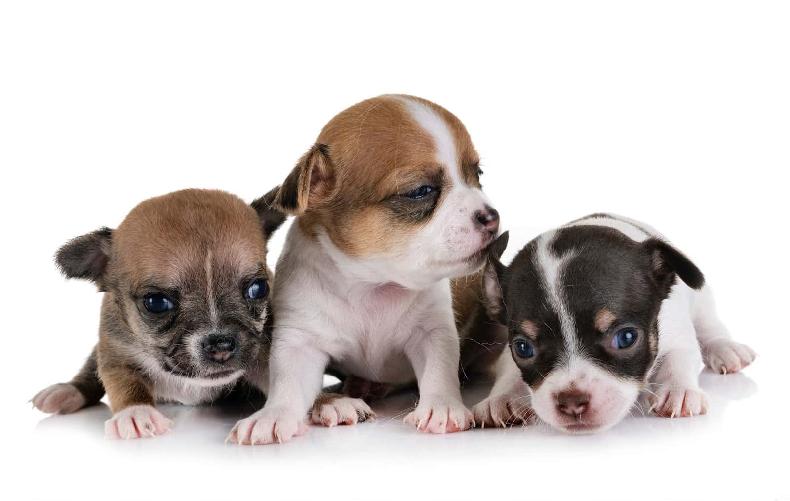 Cute puppy puppies with different coat colors.