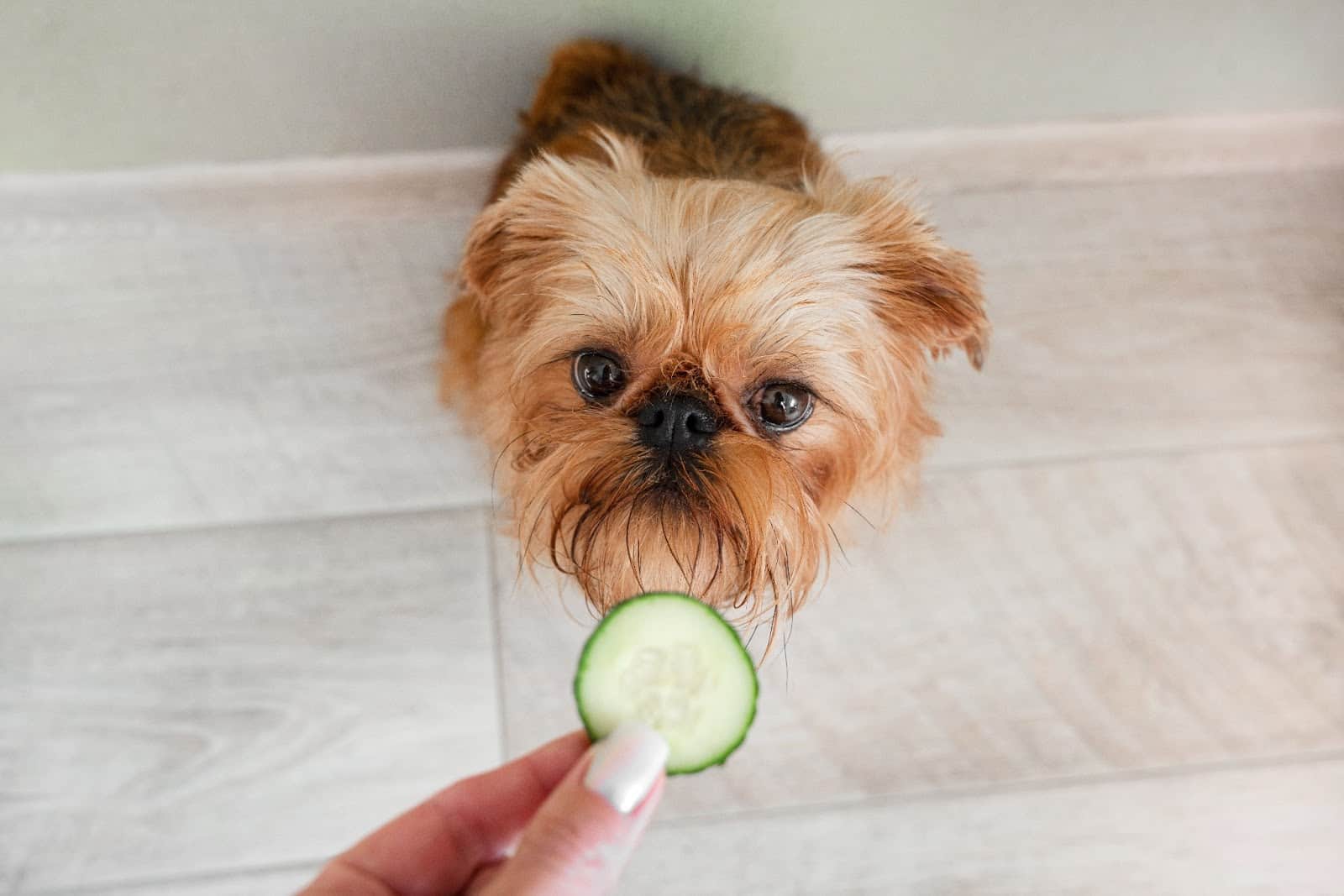 Adorable small dog eagerly looks at a cucumber slice held by a person. Perfect for pet care and dog training tips.