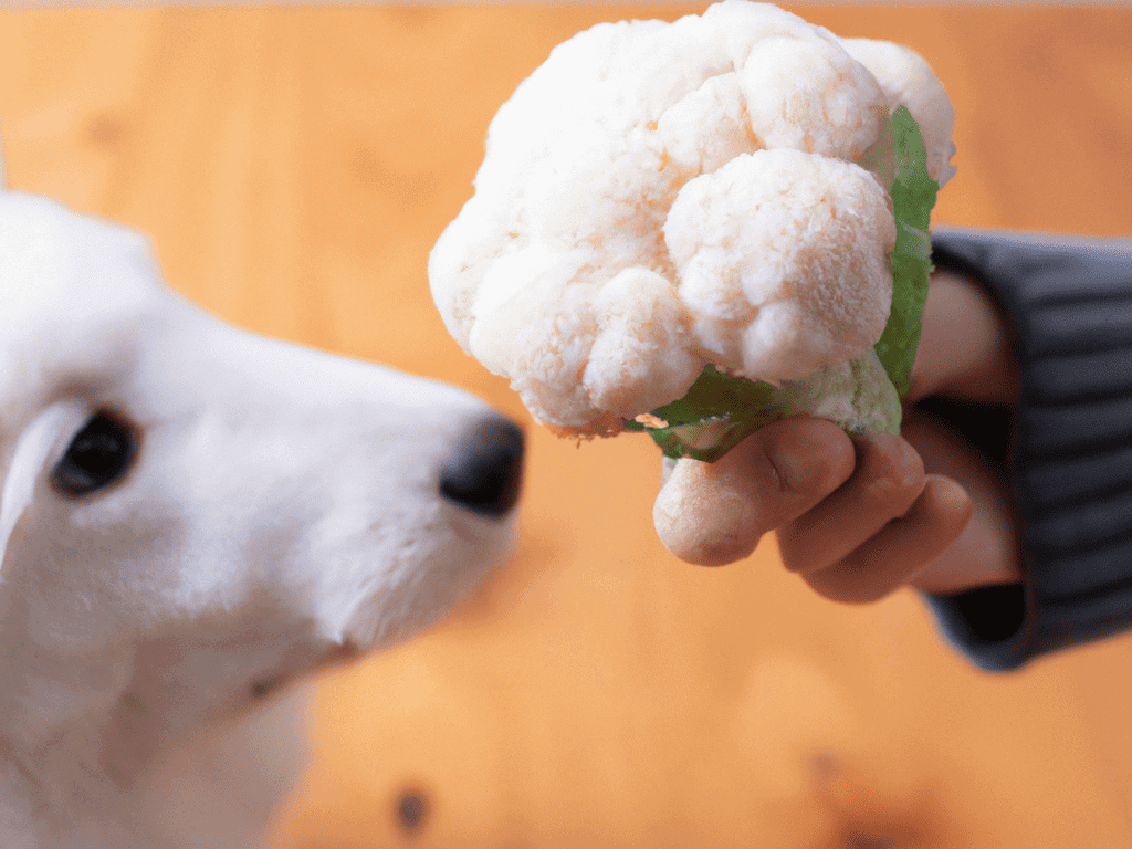 Dog morsel and a puppy smelling cauliflower.