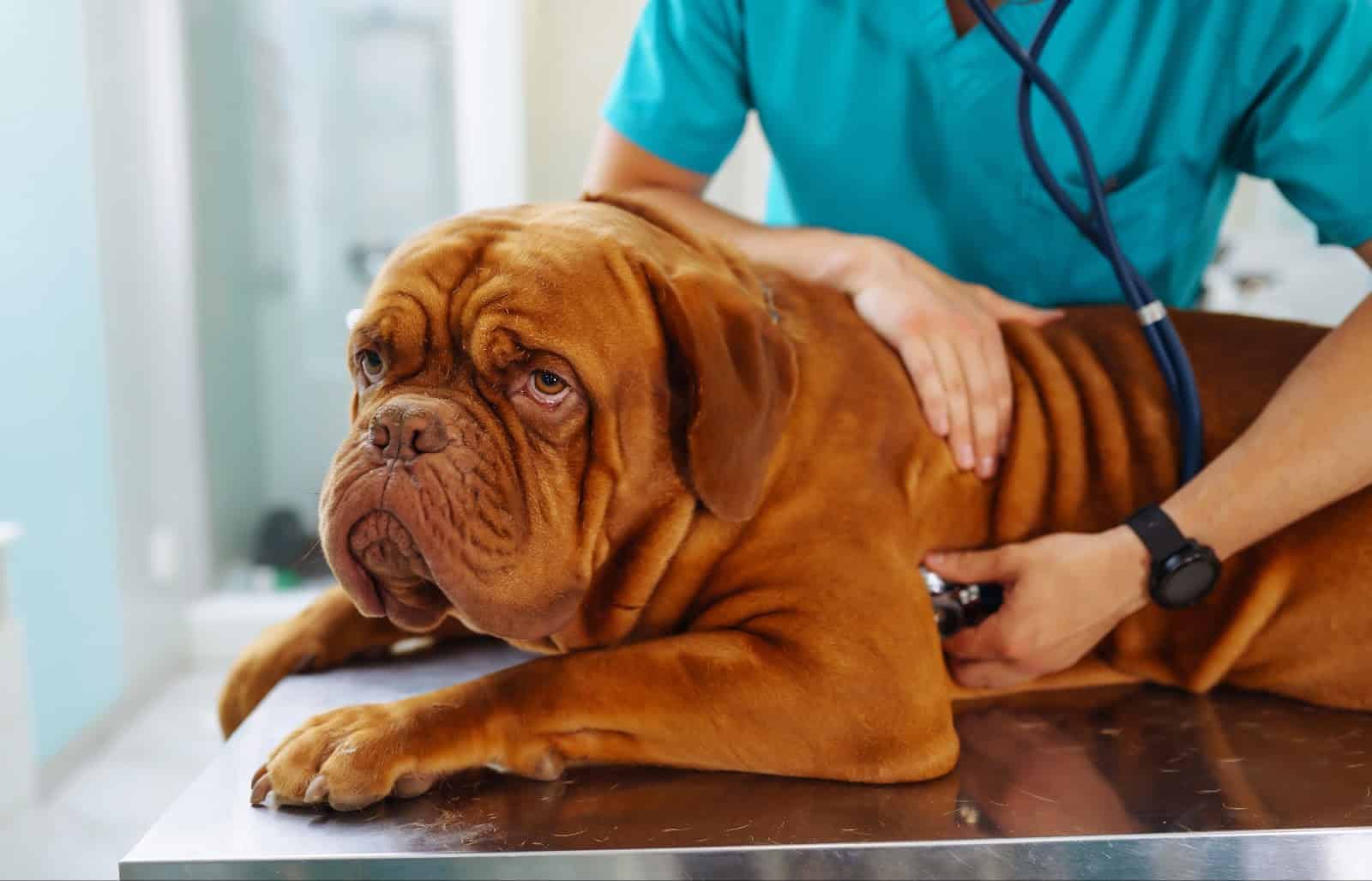 Highly detailed image of a dog veterinarian examining a large brindle-coated dog on the examination table, with stethoscope.
