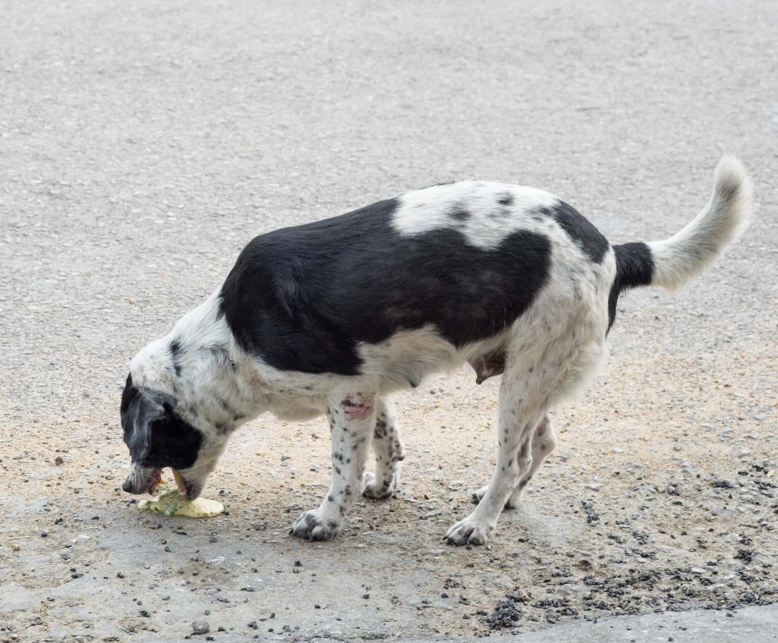 Black and white spotted dog eating food outdoors.