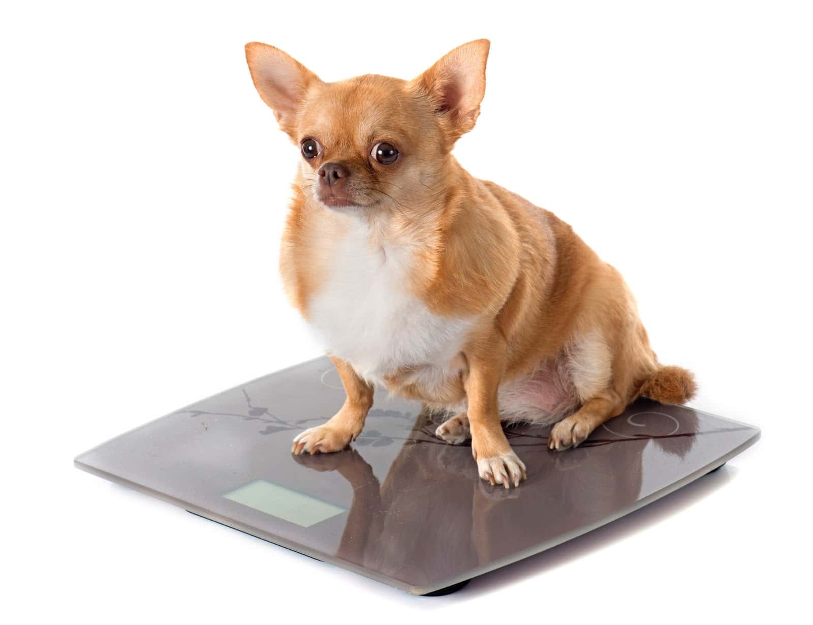 Dog on digital scale, weighing pet health and wellness.