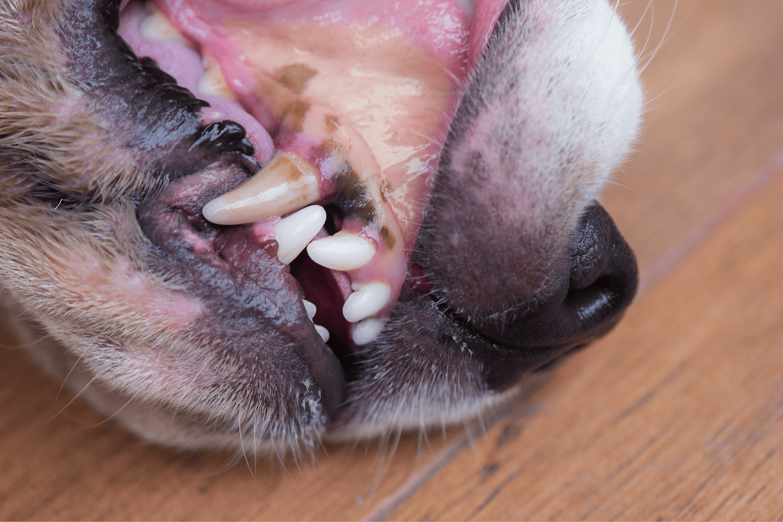 Close-up of a dog's open mouth with clean teeth and gums.
