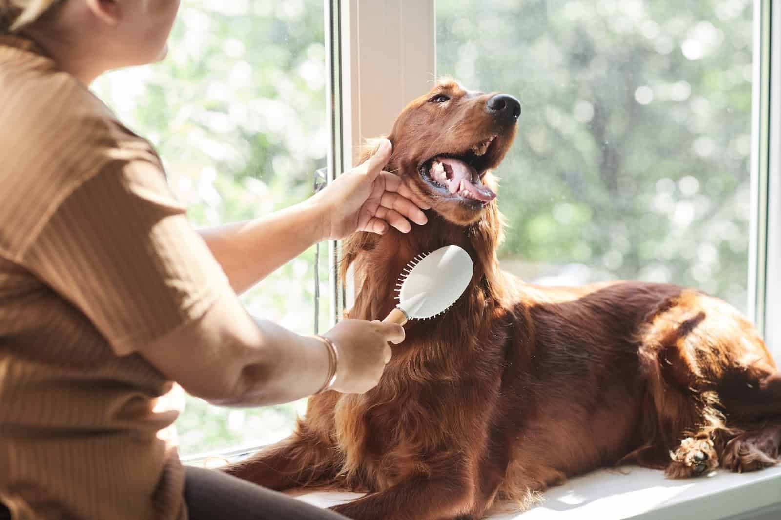 Groomer brushing a retriever dog at a pet grooming salon, indoor grooming station, happy dog.