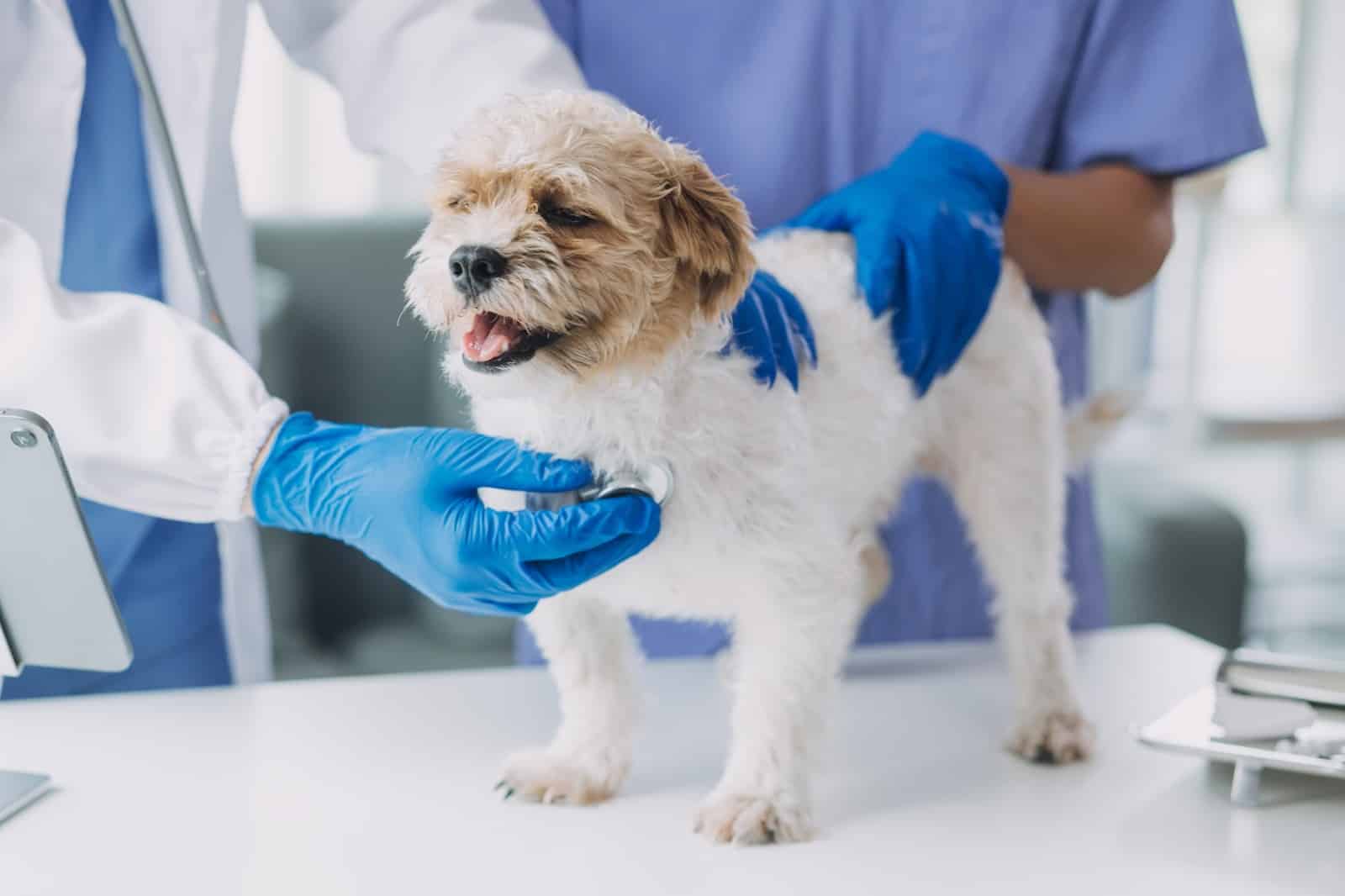 Dog health check-up at veterinary clinic with caring professionals ensuring pet well-being.