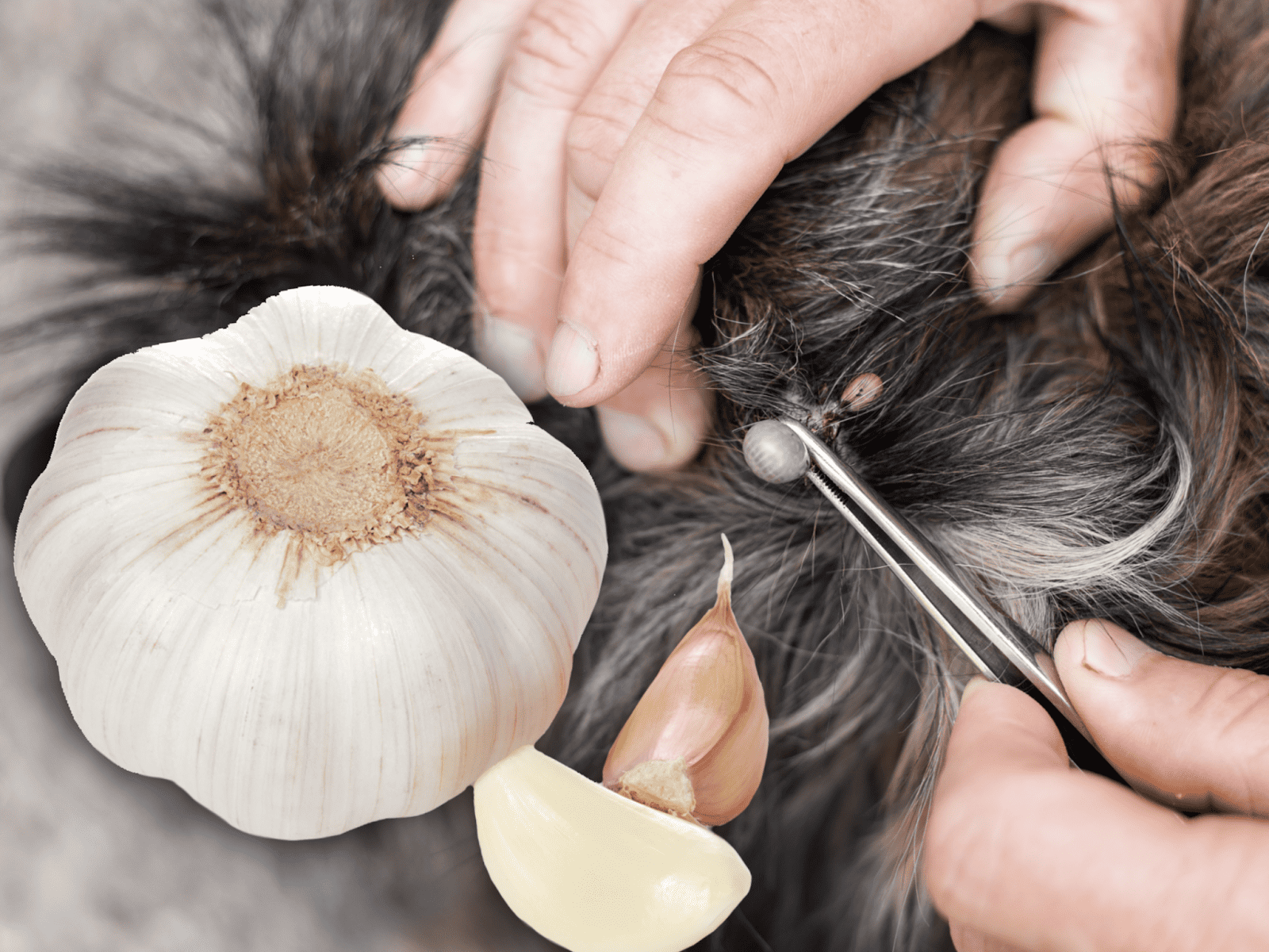 Dog flea removal with garlic and natural remedies.