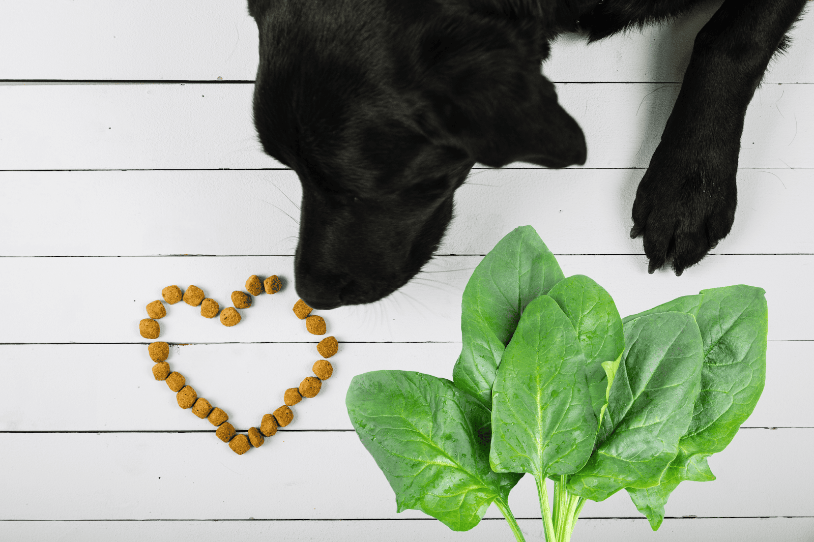 Dog eating organic greens and kibble arranged in a heart shape.