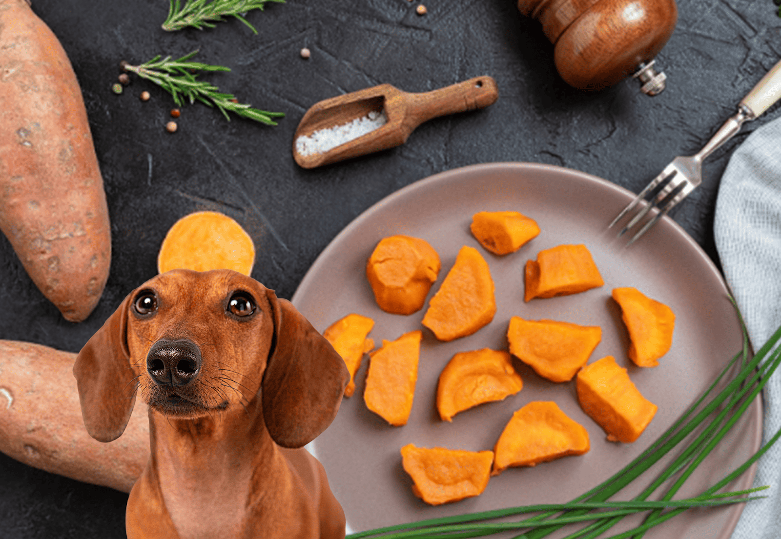 Healthy, homemade dog treats using sweet potatoes for pet nutrition.