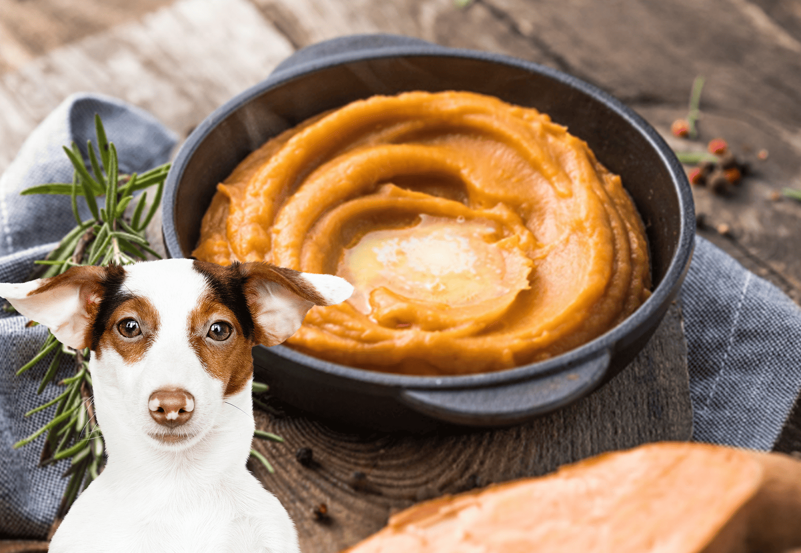 Healthy dog meal with pumpkin puree, ideal for nutrition and digestion, recommended by veterinarians.