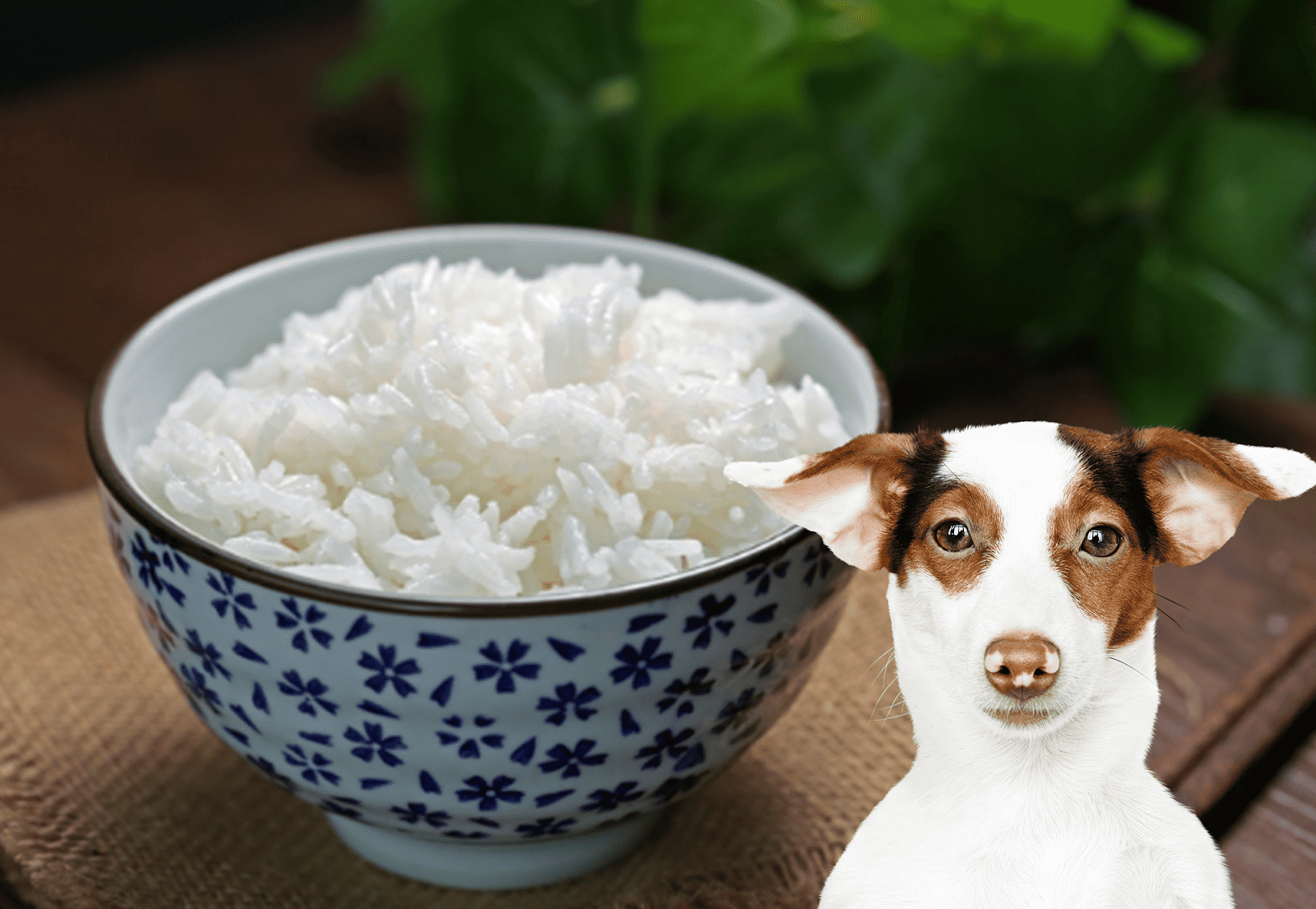 Dog eating rice and healthy pet nutrition with rice at Dogfix.com.