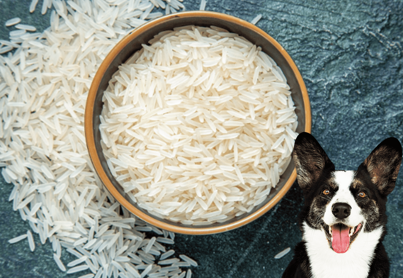 Close-up of white rice in a bowl with a happy dog in the corner.