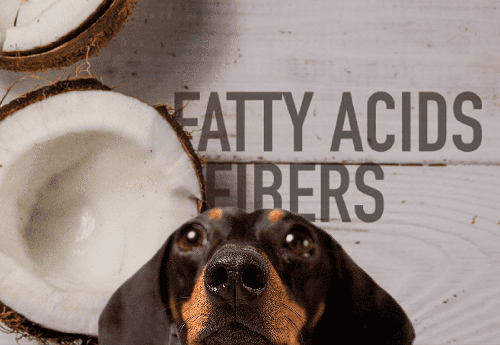 Dog with coconut shell background, promoting prostate cancer and health awareness for men.