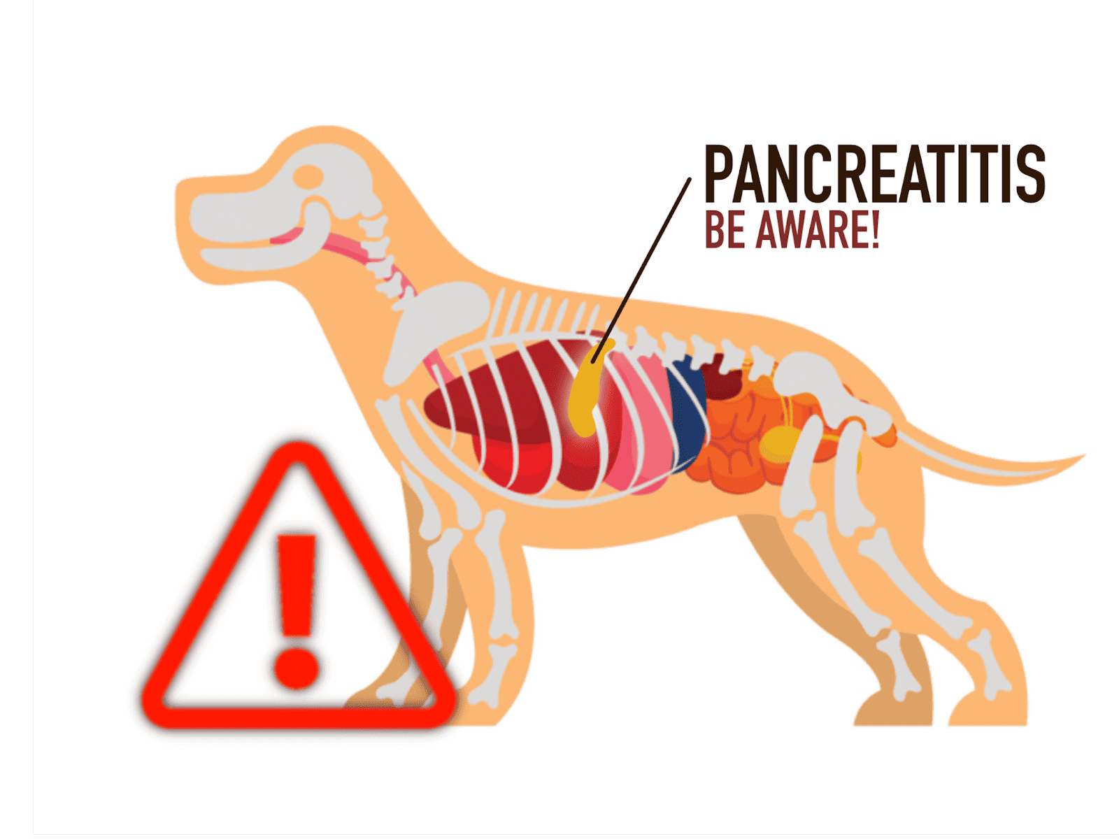 Illustration of a dog's digestive system highlighting pancreatitis warning signs.