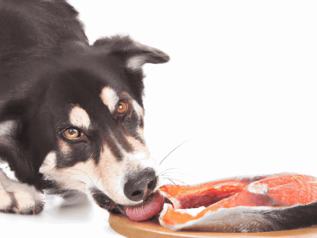 High-quality dog nutrition with fresh raw meat for healthy, happy pets.