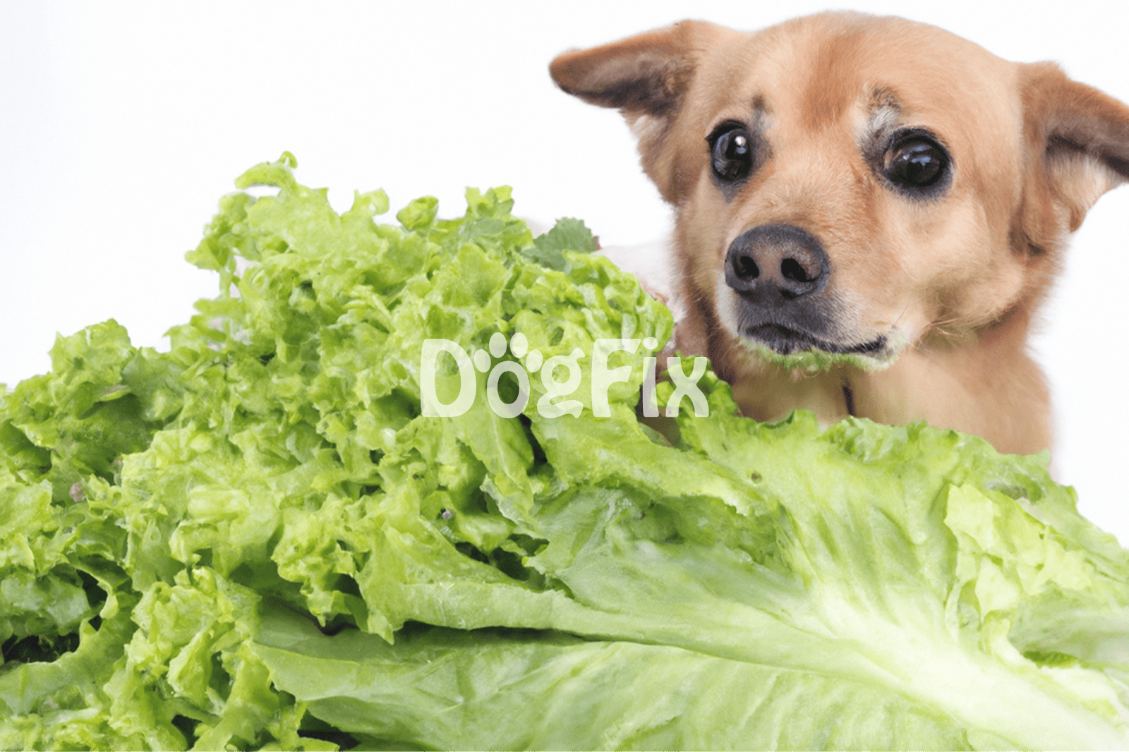 Healthy dog food with fresh vegetables to support pet wellness.