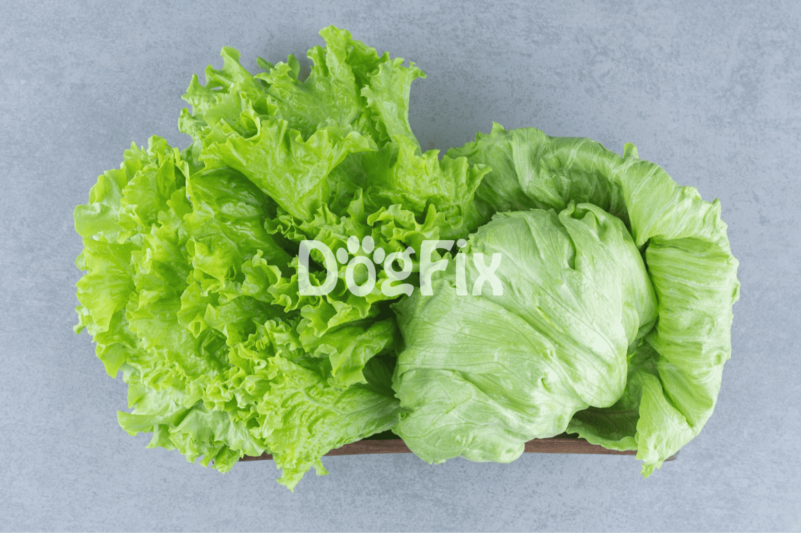 Bright green lettuce leaves in a bowl on a textured background, promoting healthy dog treats and diet options.