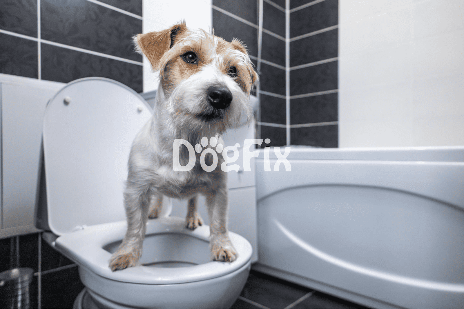 Dog toilet training, pet hygiene, dog care, bathroom safety for pets.