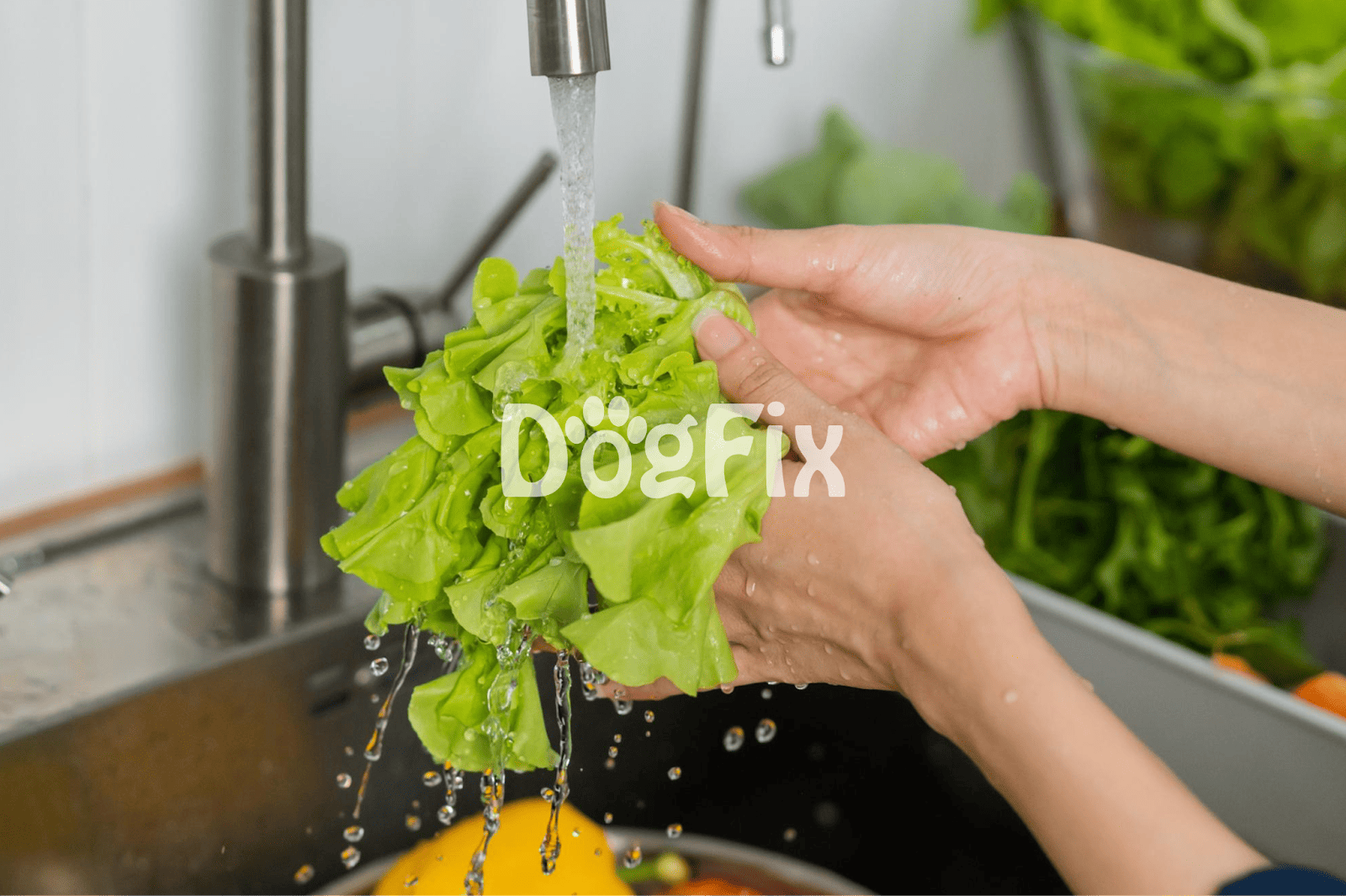 Clean lettuce for nutritious dog meals.