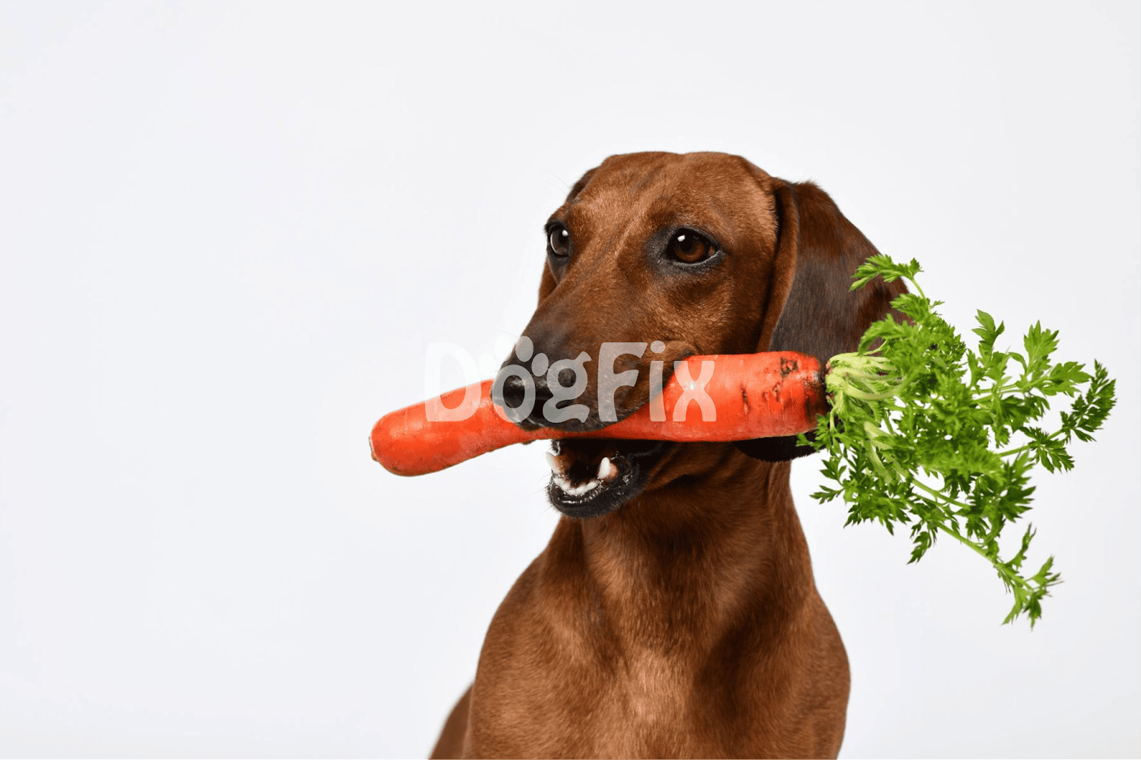 A lively brown dog holding a fresh carrot with leafy greens in its mouth, promoting healthy eating and nutrition for dogs.