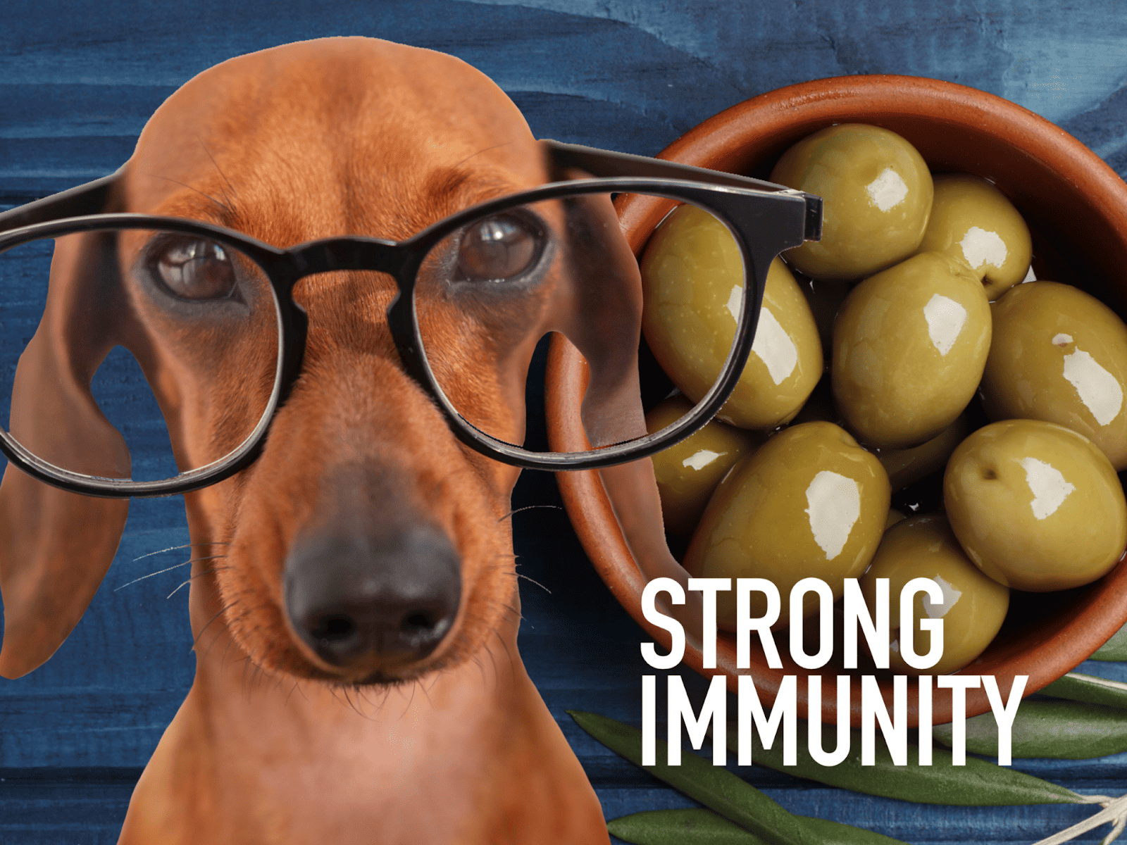 Dog with glasses and probiotics bowl.
