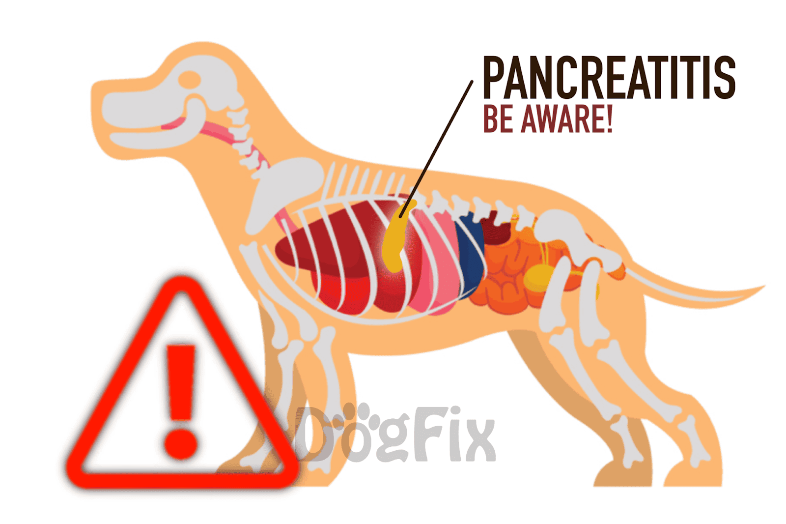 Dog health alert about pancreatitis in dogs. Understand symptoms and prevention tips for canine pancreatitis.