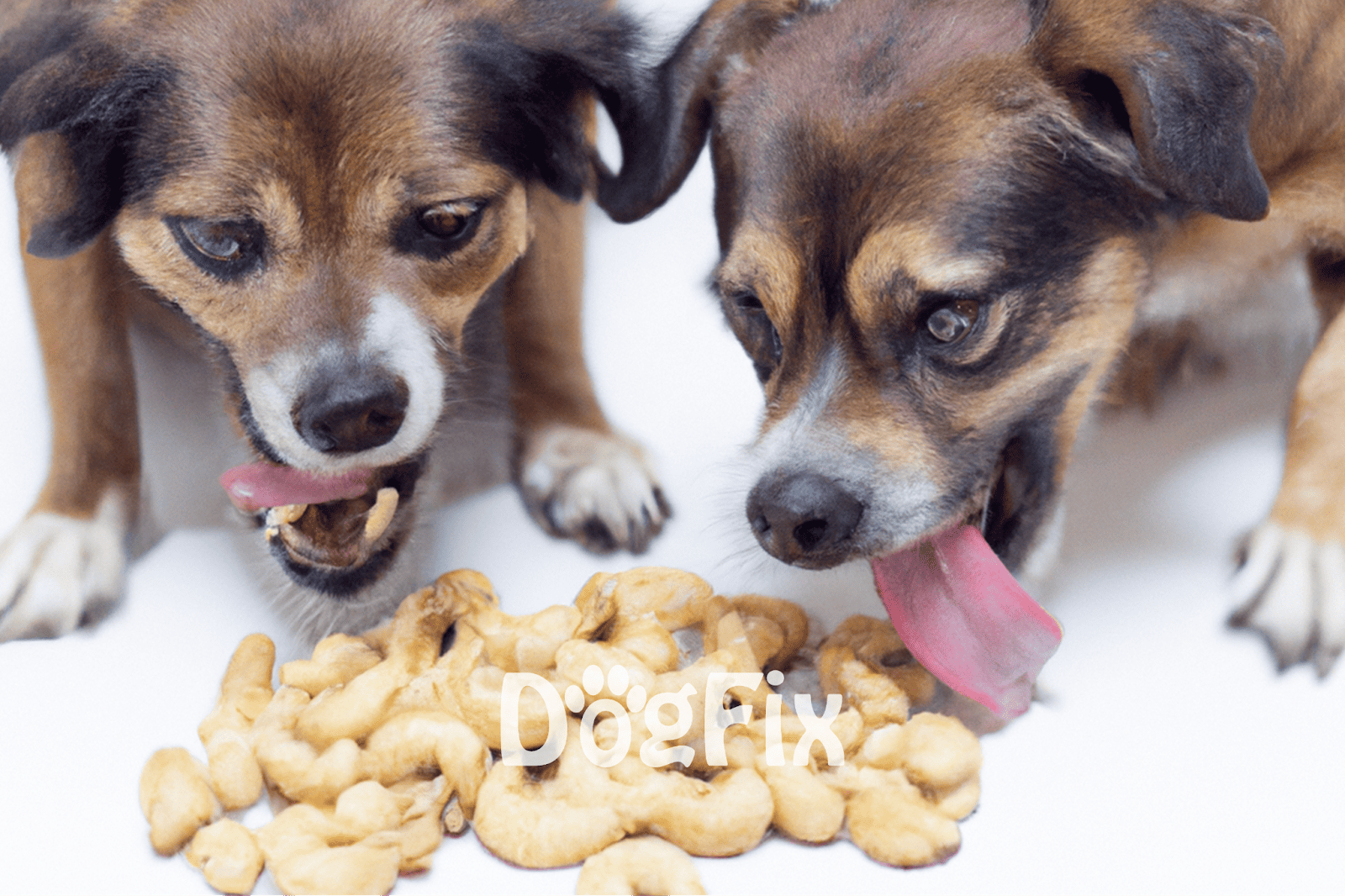 Two playful puppies enjoying dog treats on a white background.