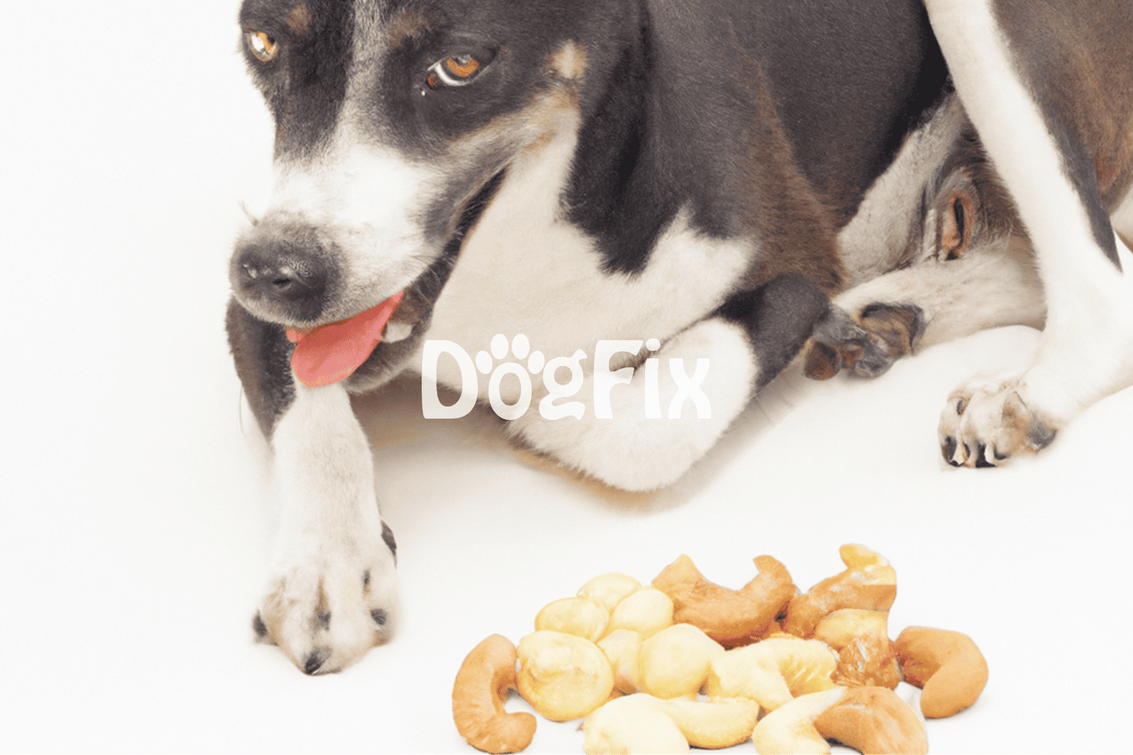 Dog with snacks, puppy food, dog treats, pet nutrition.